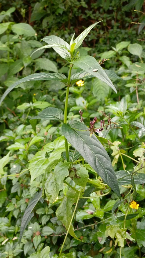 Andrographis