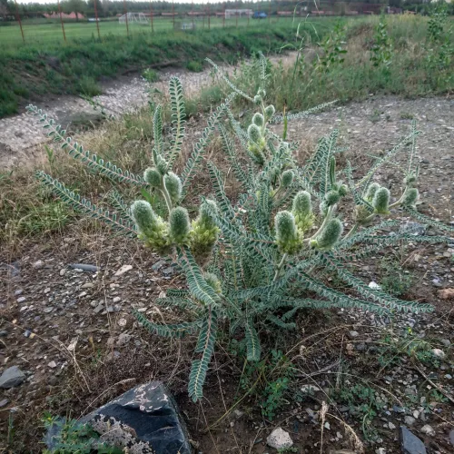 Astragalus