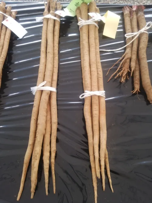 Burdock Root