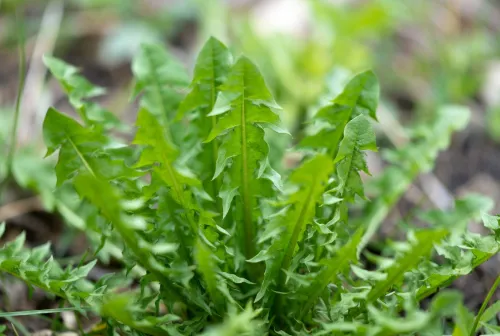 Dandelion Leaf