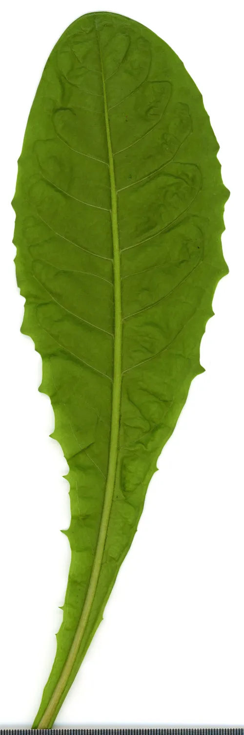 Dandelion Root