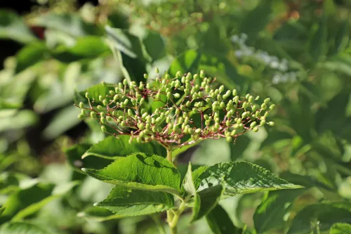 Elderberry