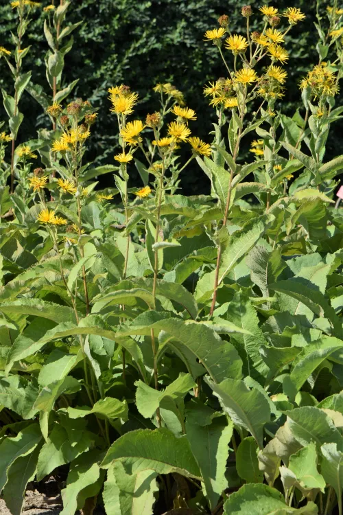 Elecampane