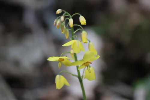 Epimedium