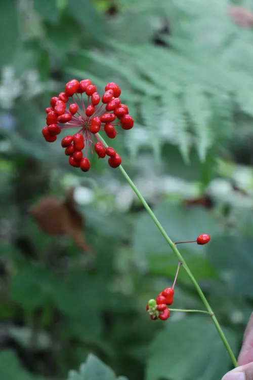 Ginseng