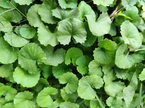 Gotu Kola