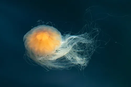 Lion's Mane