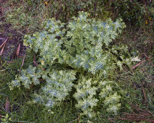 Milk Thistle