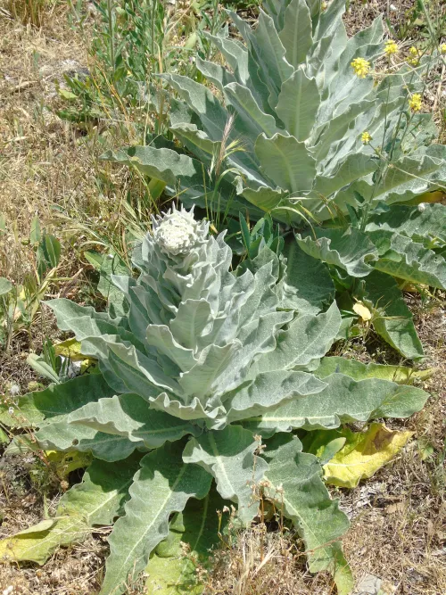 Mullein