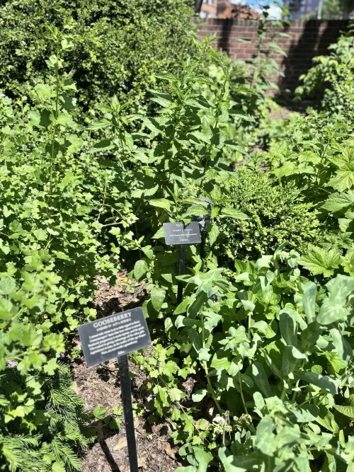 Nettle