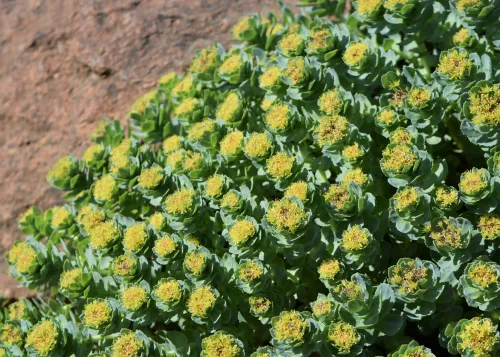 Rhodiola