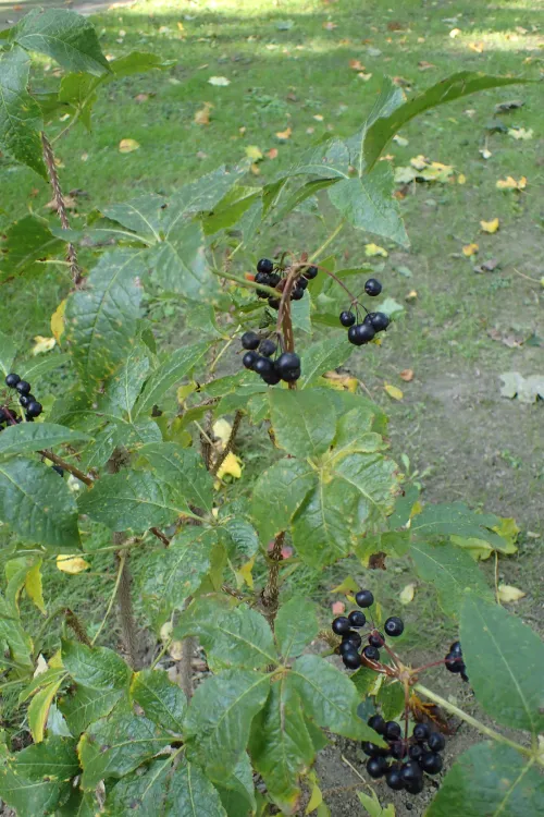 Siberian Ginseng