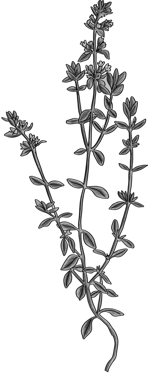 Thyme