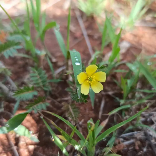 Tribulus