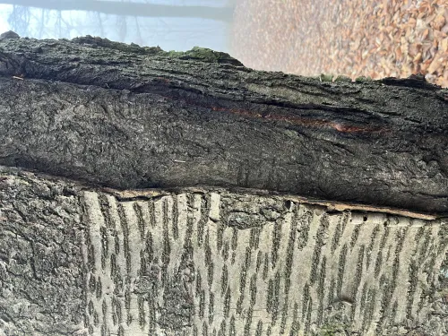 Wild Cherry Bark