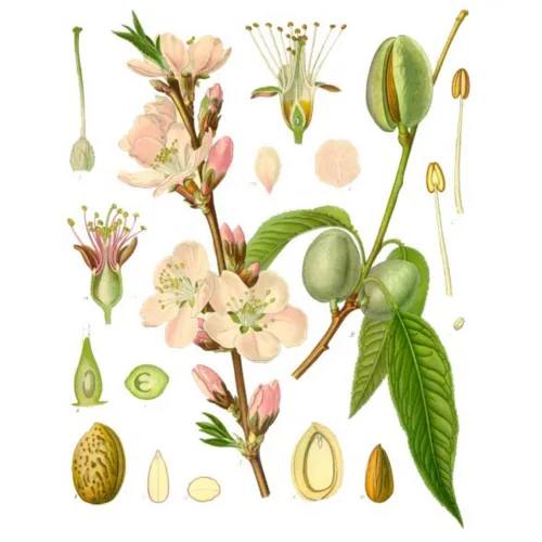 Almond