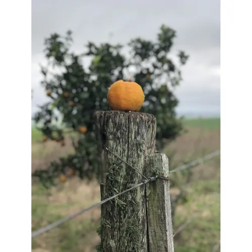 Bergamot