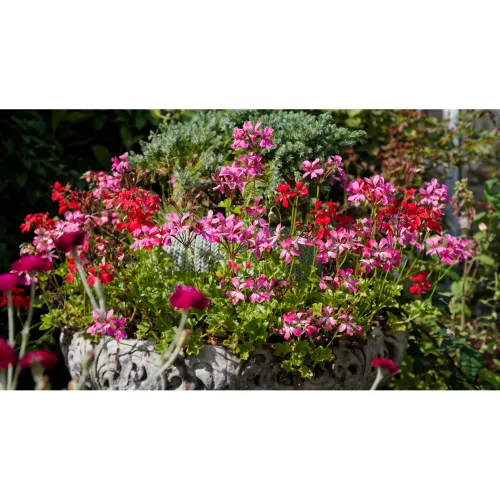 Geranium