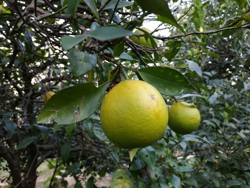 Orange Essential Oil