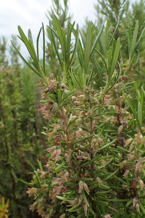Rosemary Essential Oil