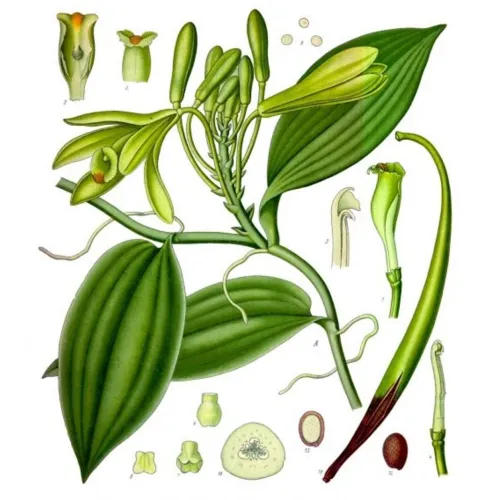 Vanilla Essential Oil