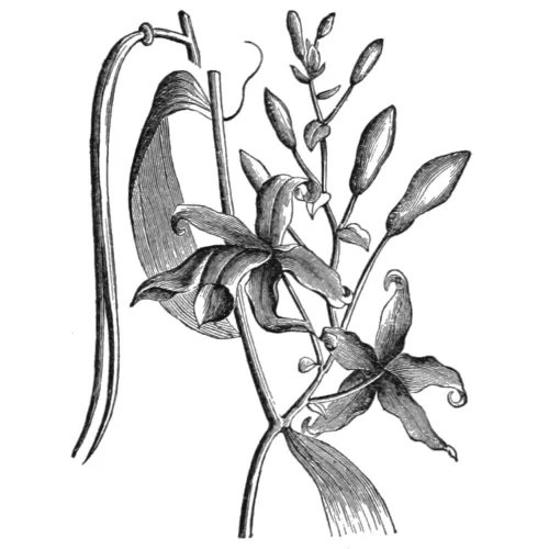 Vanilla